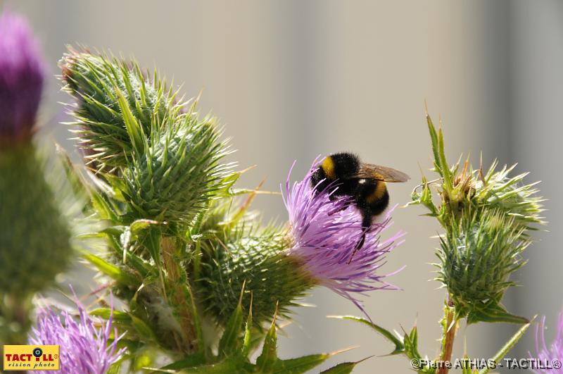 tactill_nature_2008-07-23_032.JPG