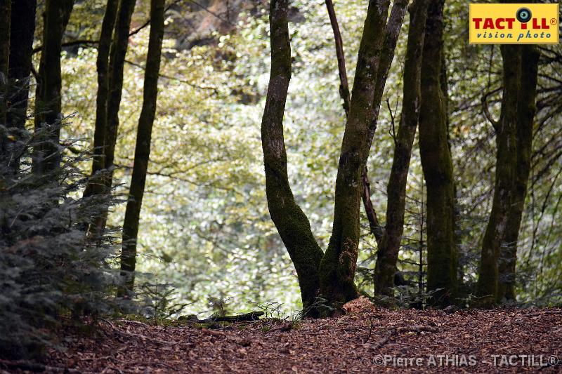 rando_Melay_20150905_D72_0841.JPG - Randonnées au Pays des Mille Etangsà partir du gite de MelayVosges de Haute Saone4-6 Septembre 2015