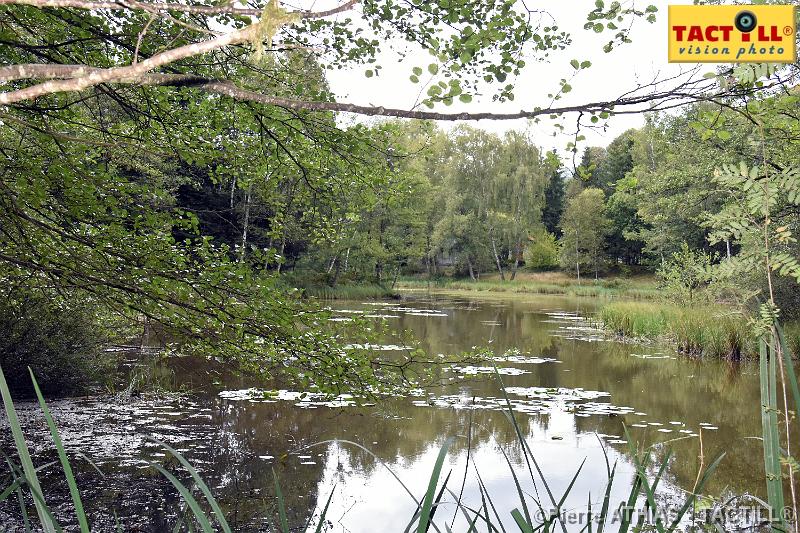 rando_Melay_20150905_D72_0898.JPG - Randonnées au Pays des Mille Etangsà partir du gite de MelayVosges de Haute Saone4-6 Septembre 2015