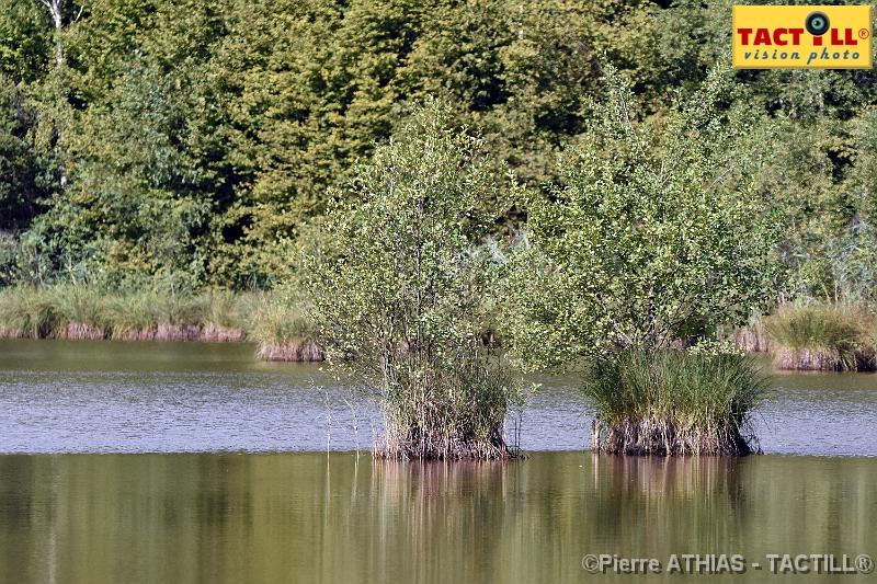 rando_Melay_20150906_D72_1032.JPG - Randonnées au Pays des Mille Etangsà partir du gite de MelayVosges de Haute Saone4-6 Septembre 2015